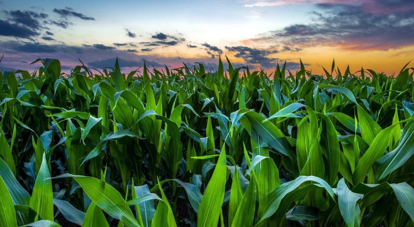 contracted-outgrowers-supply